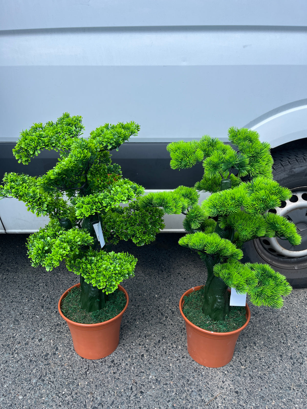 Cây Tùng bonsai